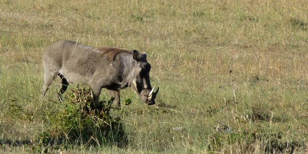 Masai Mara 9