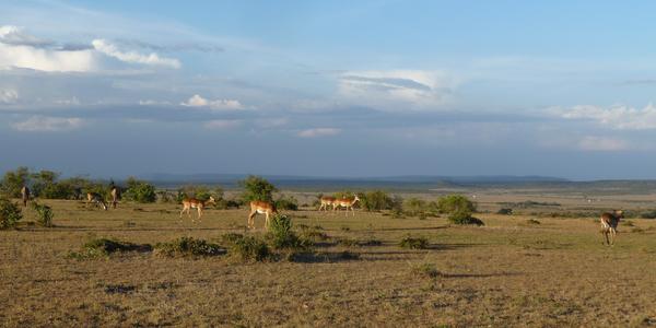 Masai Mara, antilopy