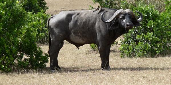 Masai Mara, buvol kaferský