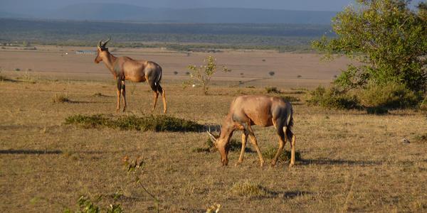 Masai Mara, buvolec modrý