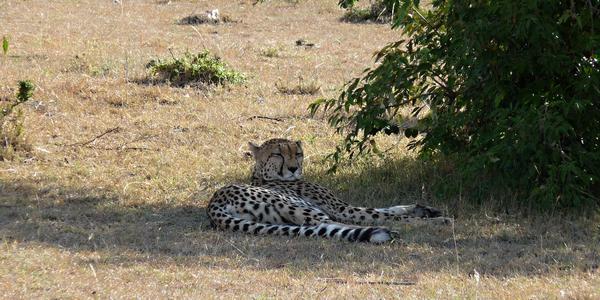 Masai Mara, gepard