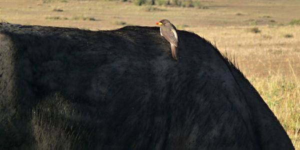 Masai Mara, klubák žlutozobý