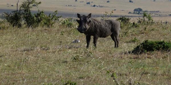 Masai Mara, prase bradavičnaté