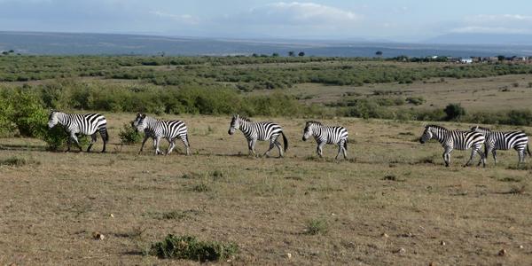 Masai Mara12