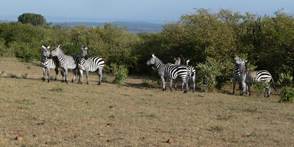 Masai Mara13