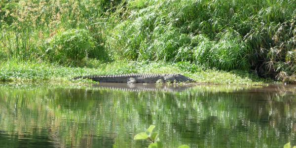 Mzima Springs 1