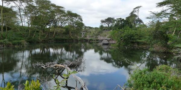 Mzima Springs 2