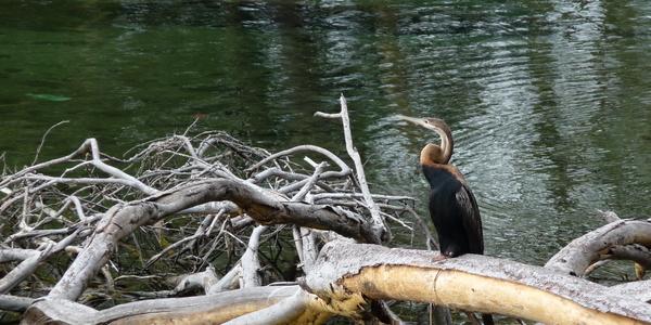 Mzima Springs, Anhinga