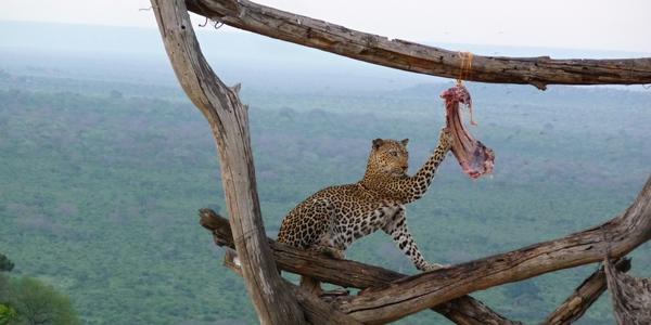 Ngulia Lodge, a levhart je tady