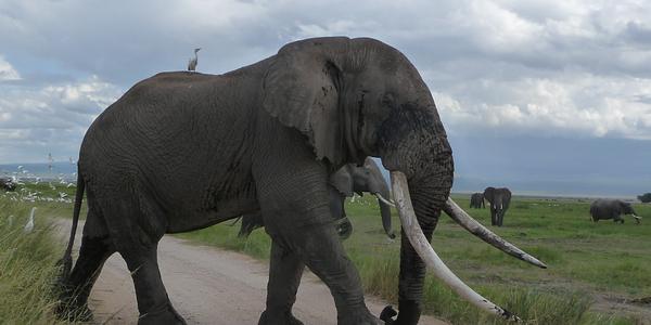 Amboseli, sloni 4