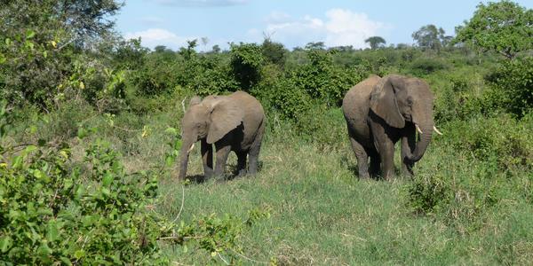 Tsavo West 1