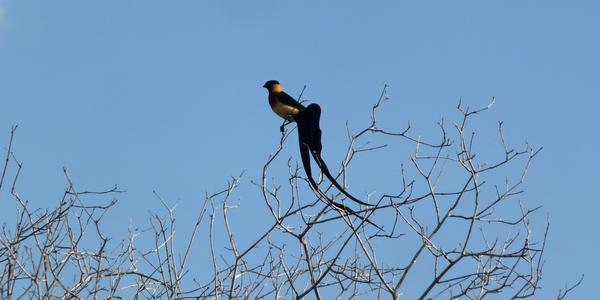 Tsavo West 3