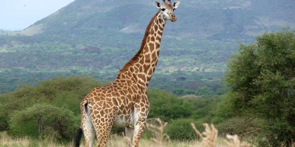 Tsavo West 5