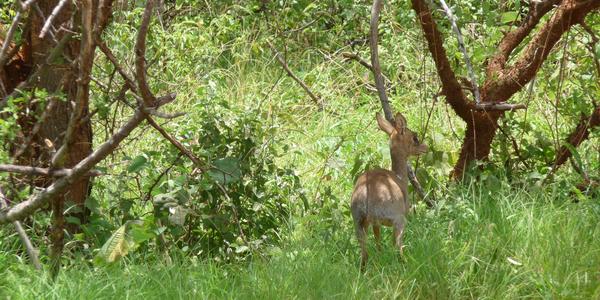 Tsavo West, dikdik