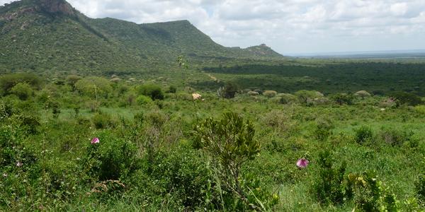 Tsavo West, savana