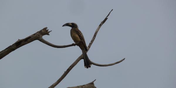 Tsavo West, toko šedý