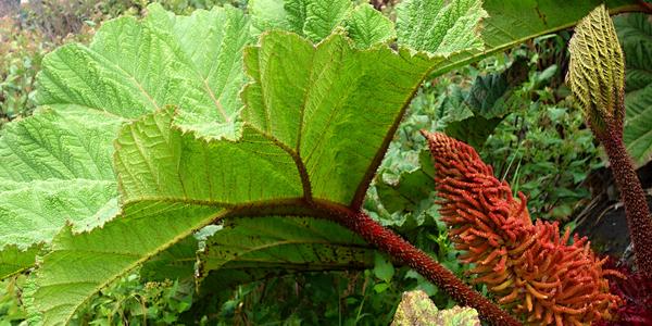 003. Kvetoucí Gunnera skinneri, Irazú