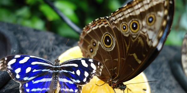 020. Myscelia cyanyris a Morpho, zahrady La Paz