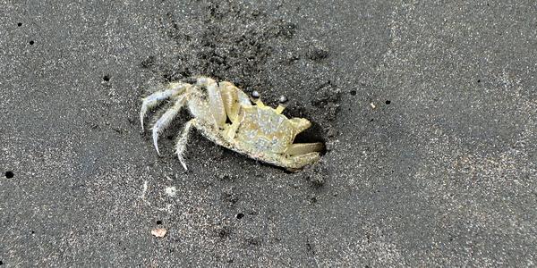 036. Krabíci patří mezi nepřátele želviček, Tortuguero