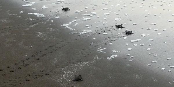 043. Na startu do života, Tortuguero