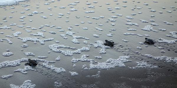 044. Skoro v cíli, Tortuguero