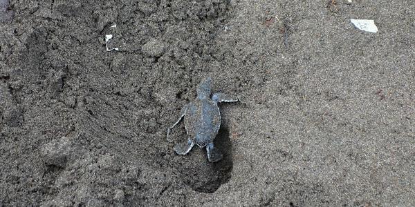 046. Želvička, která unikla krabovi, Tortuguero
