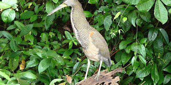 050. Volavka bukač, Tortuguero