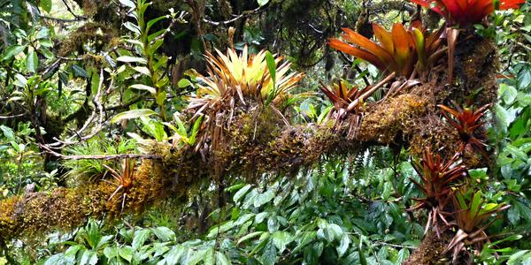 098. Vegetace Monteverde