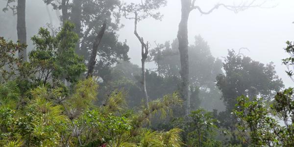 117. Vegetace cestou na Cerro Ena