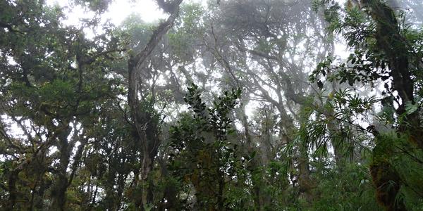 121. Vegetace cestou na Cerro Ena