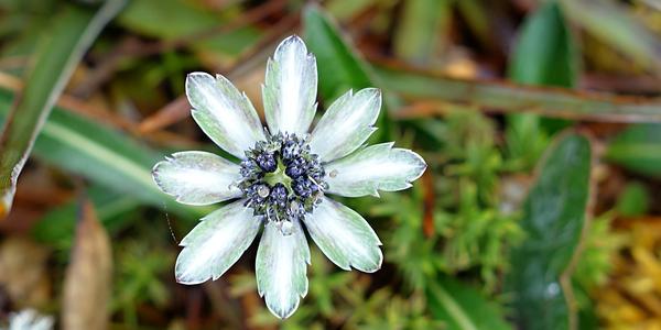 134. Pod vrcholem Cerro Ena