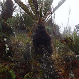 140. Pod vrcholem Cerro Ena