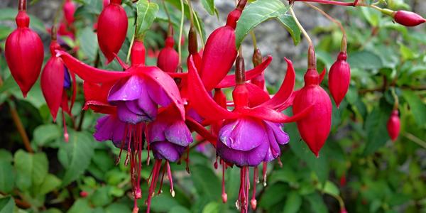 173. Zahrady Mucross House, Fuchsia magellanica