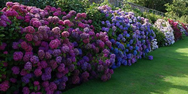 203. Powerscout garden 10