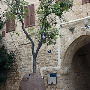 011. Pomerančovník Shamouti, Jaffa