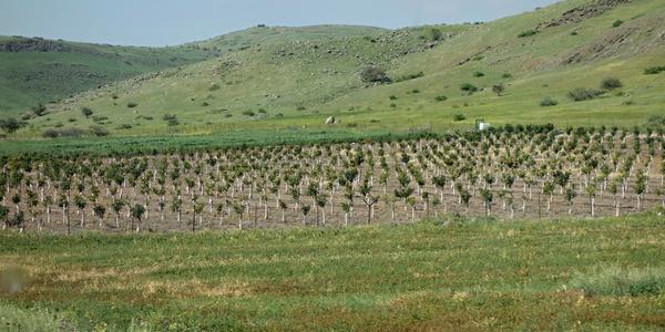 113. Cestou od Yardenitu do Beit Shean
