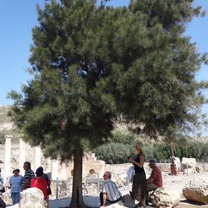 121. Strom v Beit Shean