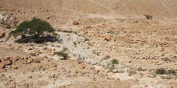 256. Na Hadí stezce, Masada 2