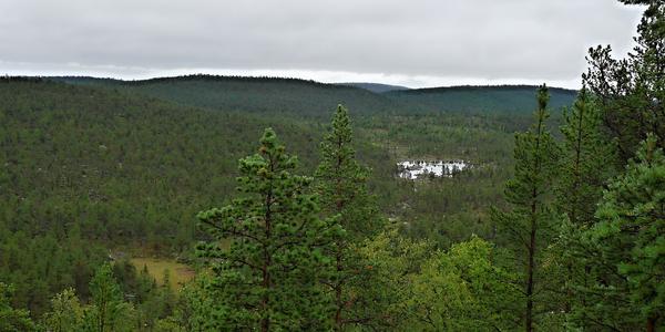 14. Finská tajga