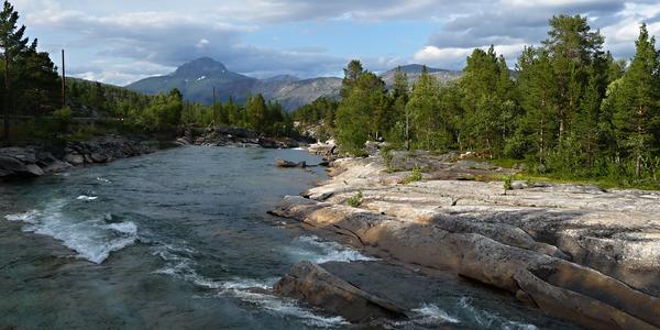 51. Lonselva