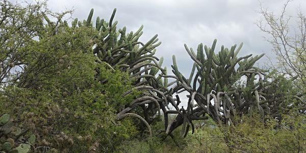096. Rezervace Tehuacán-Cuicatlan 1