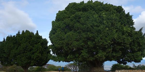 113. Obří Ficus benjamina, Monte Albán