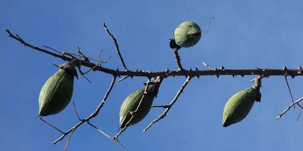 115. Ceiba pentandra, tobolky