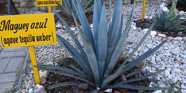 149. Agáve, z níž se pálí tequila