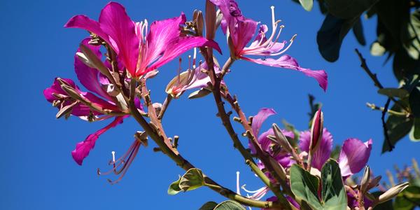 153. Bauhinia, Orchid tree