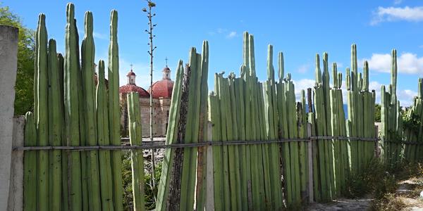 157. Kaktusový plot, Mitla