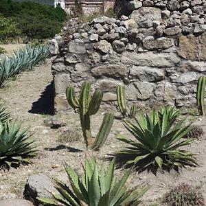 164. Mitla