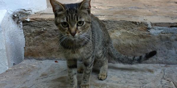 169. Asi jediná kočka v Mexiku, Chiapa de Corso 1