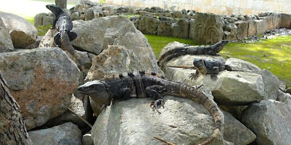 248. Leguánům už moc prostoru nezbývá, Uxmal