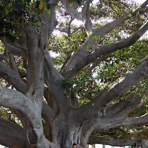 38. Ficus elastica, Cádiz